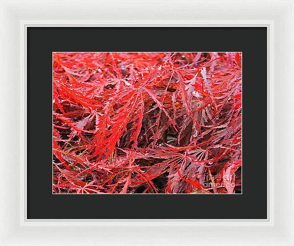 Wet Japanese Maple - Framed Print