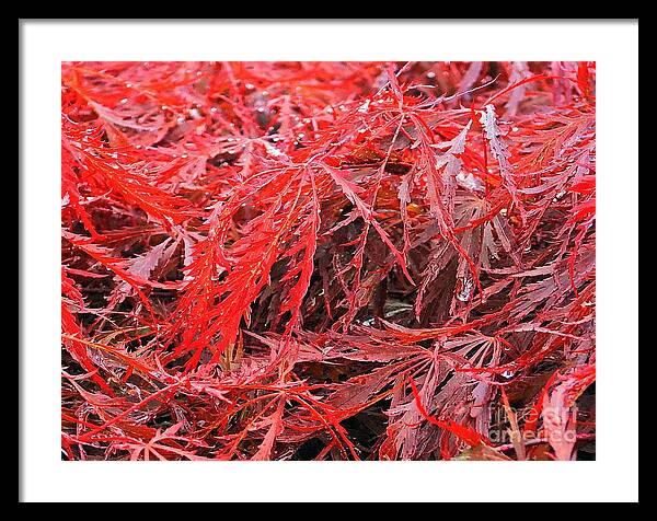 Wet Japanese Maple - Framed Print