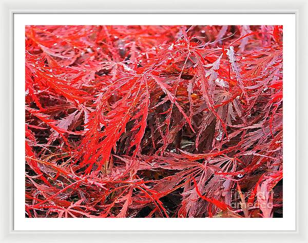 Wet Japanese Maple - Framed Print