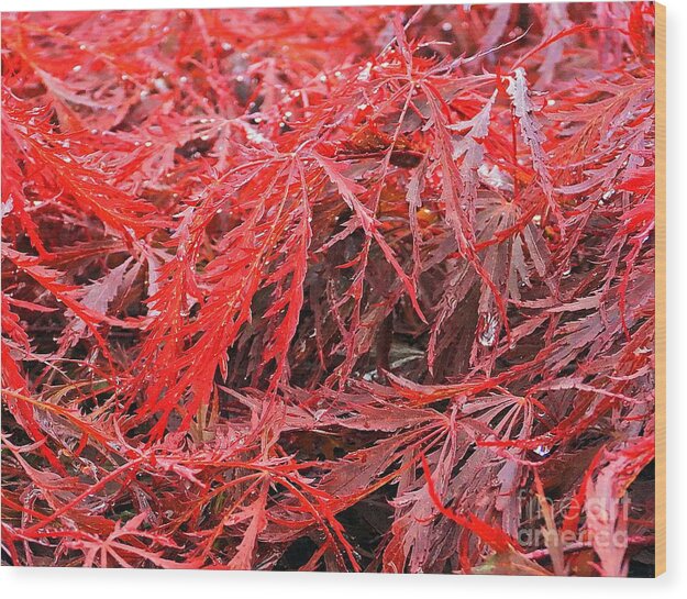 Wet Japanese Maple - Wood Print