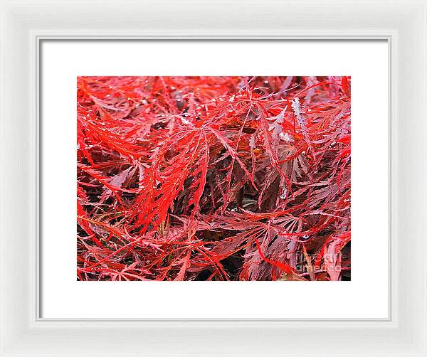 Wet Japanese Maple - Framed Print