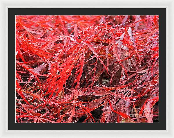 Wet Japanese Maple - Framed Print