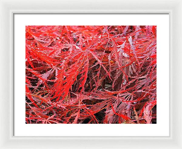 Wet Japanese Maple - Framed Print