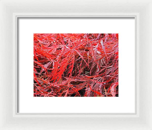 Wet Japanese Maple - Framed Print