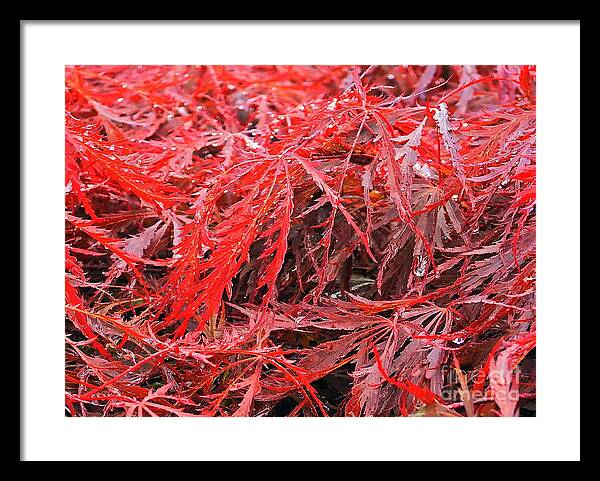 Wet Japanese Maple - Framed Print