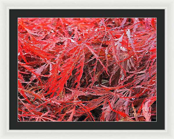 Wet Japanese Maple - Framed Print