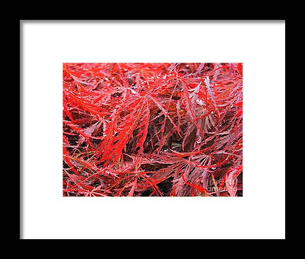 Wet Japanese Maple - Framed Print