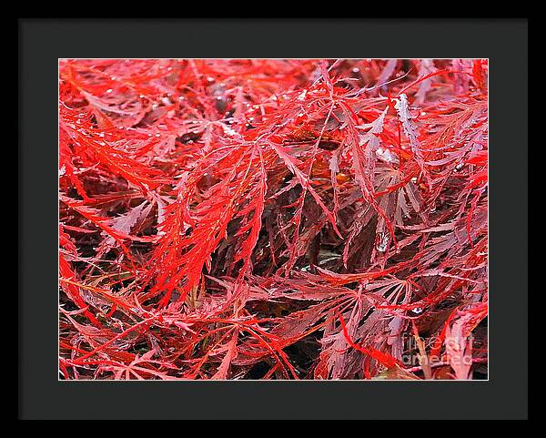 Wet Japanese Maple - Framed Print