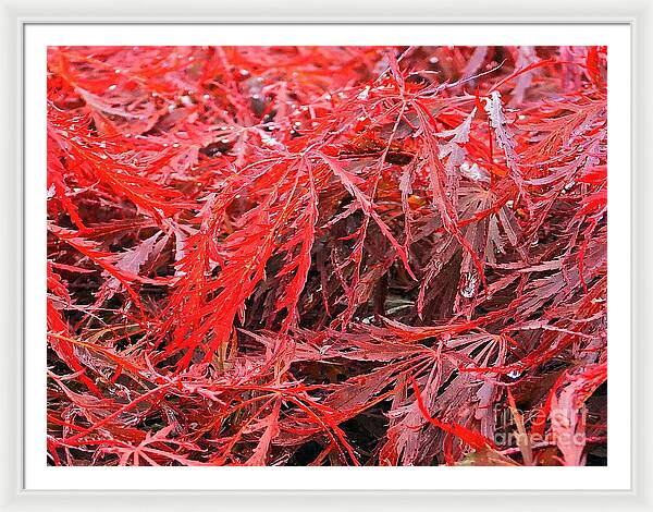 Wet Japanese Maple - Framed Print
