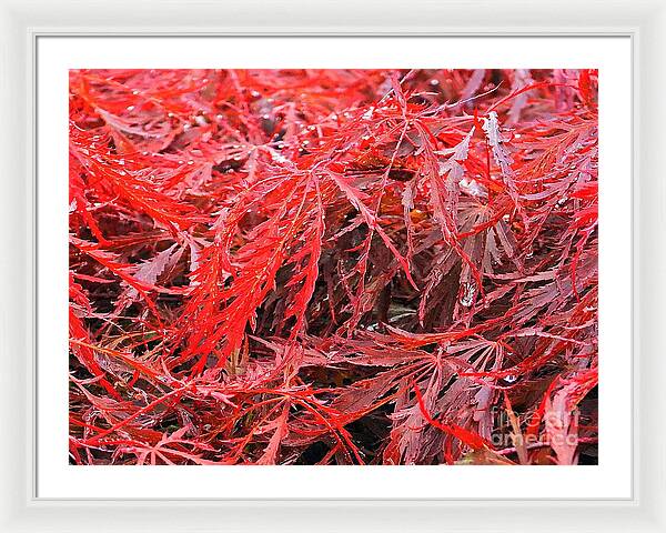 Wet Japanese Maple - Framed Print