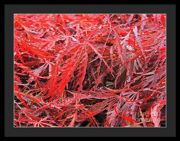 Wet Japanese Maple - Framed Print