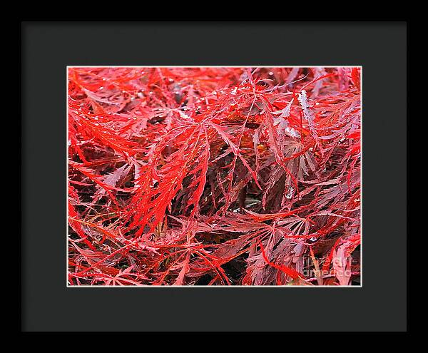 Wet Japanese Maple - Framed Print