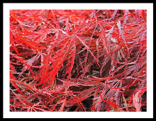 Wet Japanese Maple - Framed Print