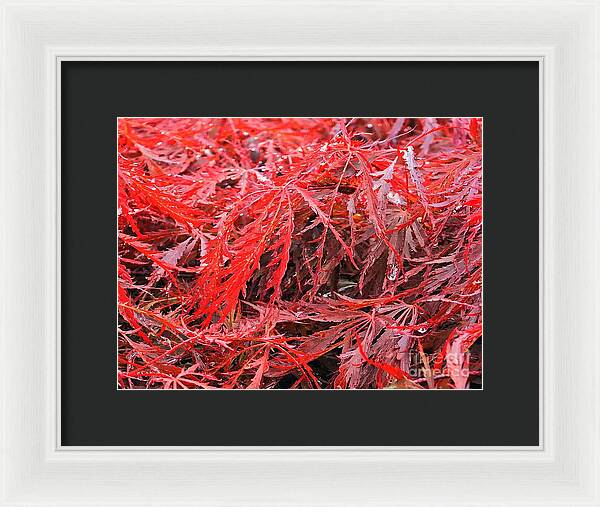 Wet Japanese Maple - Framed Print
