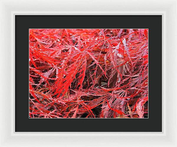 Wet Japanese Maple - Framed Print