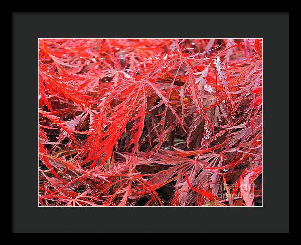 Wet Japanese Maple - Framed Print