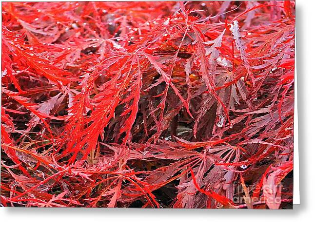 Wet Japanese Maple - Greeting Card