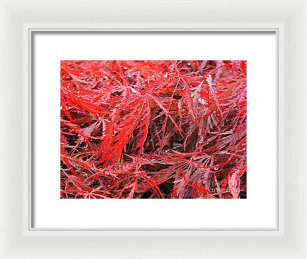 Wet Japanese Maple - Framed Print