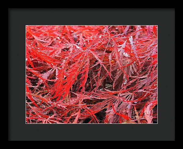 Wet Japanese Maple - Framed Print