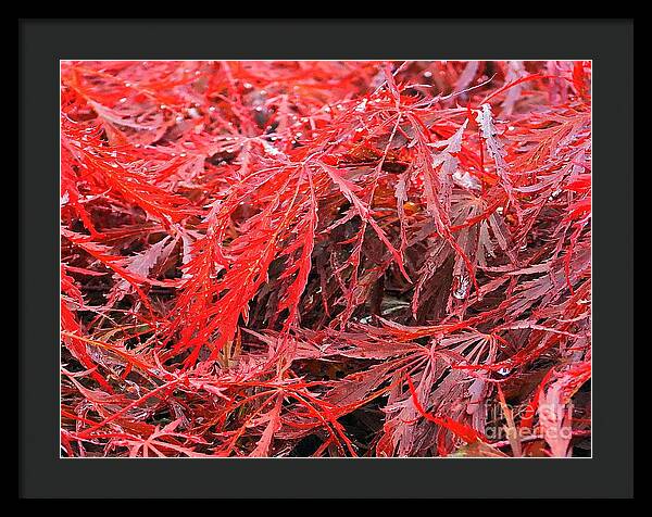Wet Japanese Maple - Framed Print