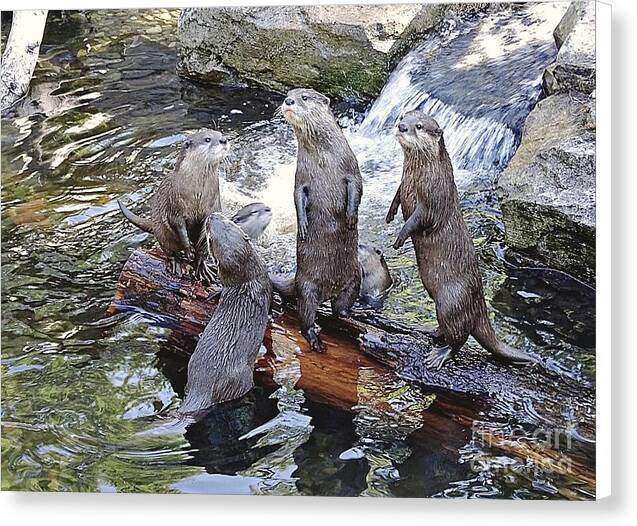 What's Up - Canvas Print
