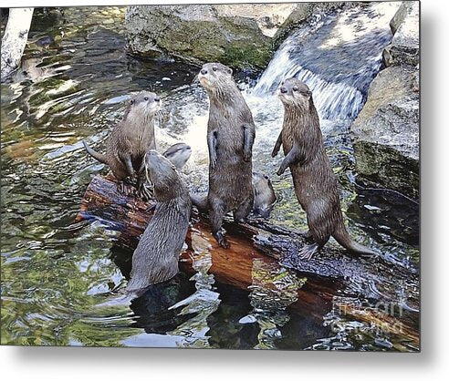 What's Up - Metal Print