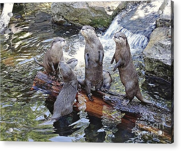 What's Up - Acrylic Print