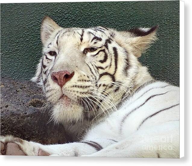 White Tiger - Canvas Print