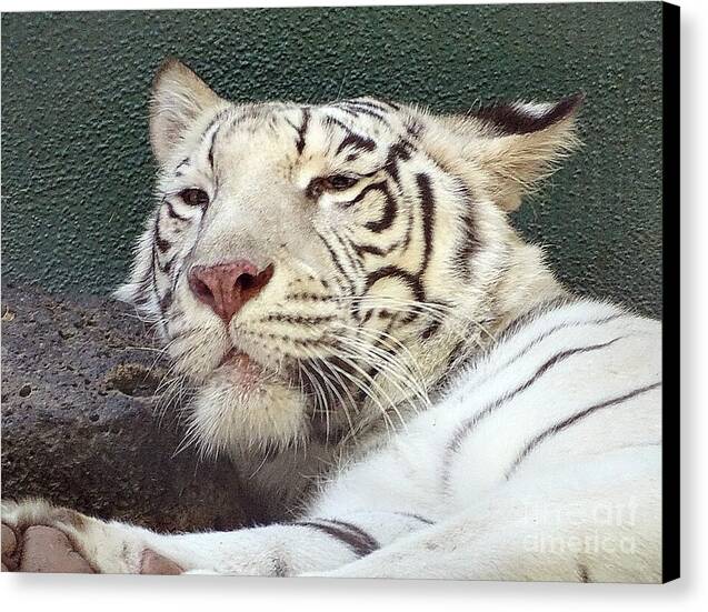 White Tiger - Canvas Print