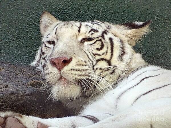 White Tiger - Art Print