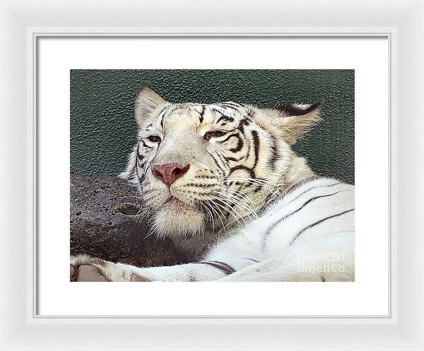 White Tiger - Framed Print