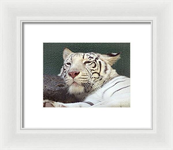 White Tiger - Framed Print