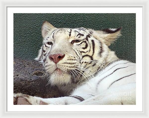 White Tiger - Framed Print