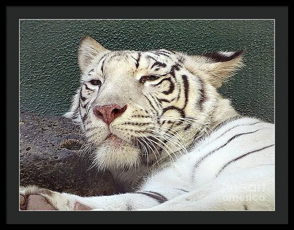 White Tiger - Framed Print
