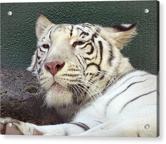 White Tiger - Acrylic Print