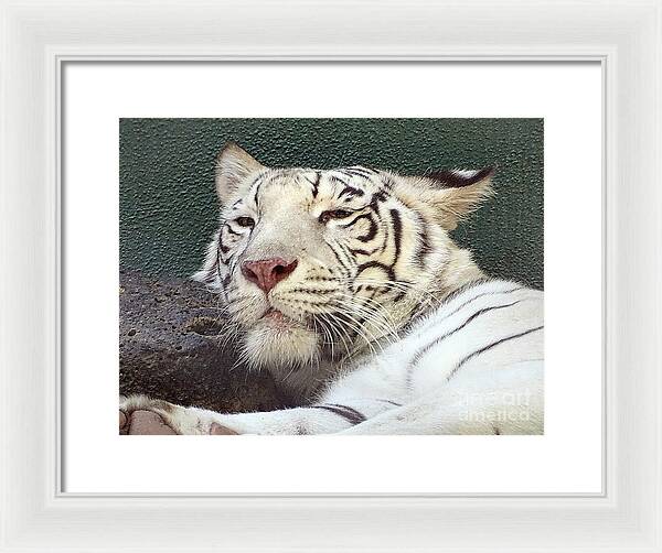 White Tiger - Framed Print