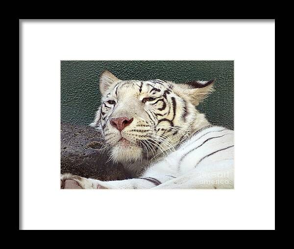 White Tiger - Framed Print