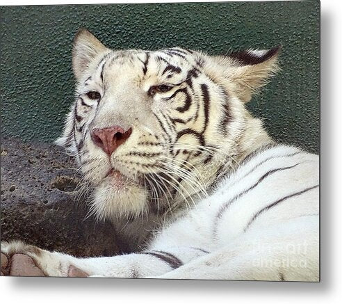 White Tiger - Metal Print
