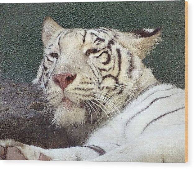 White Tiger - Wood Print