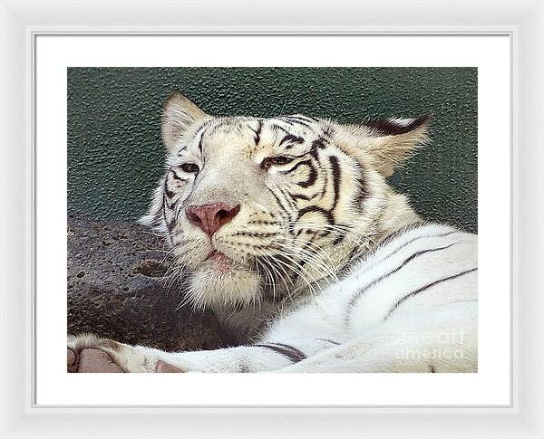 White Tiger - Framed Print
