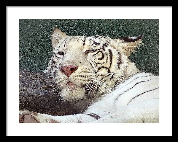 White Tiger - Framed Print
