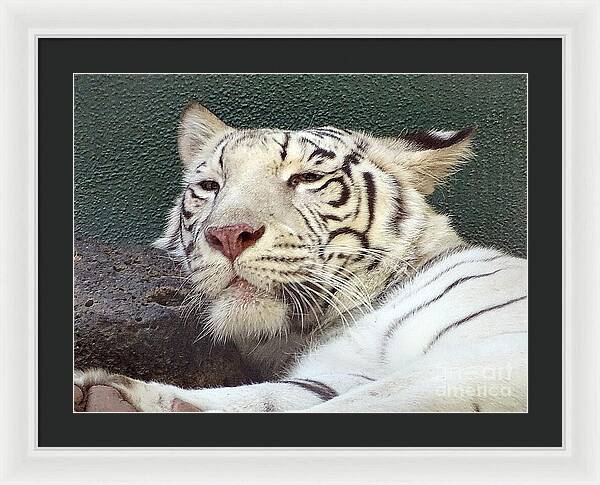 White Tiger - Framed Print