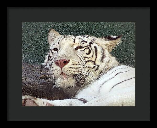 White Tiger - Framed Print