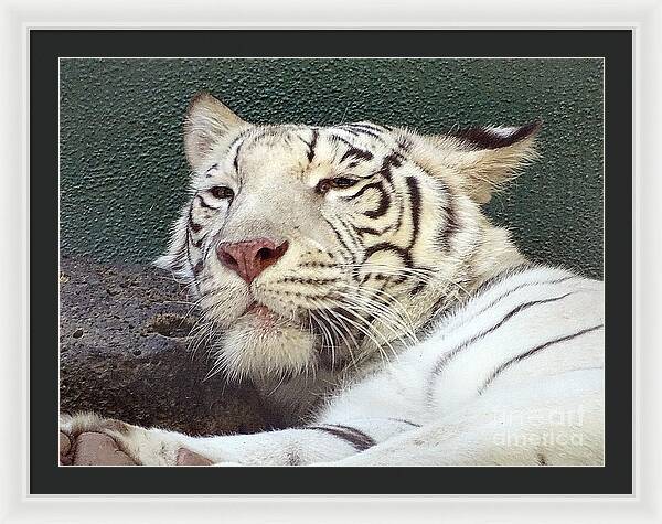 White Tiger - Framed Print