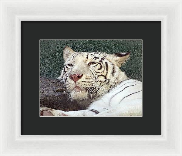 White Tiger - Framed Print