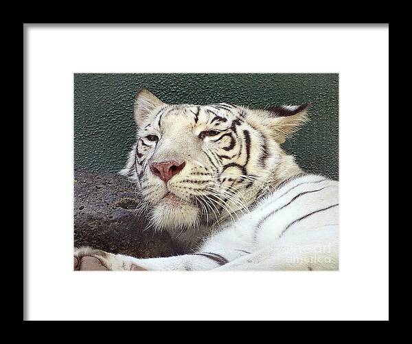 White Tiger - Framed Print