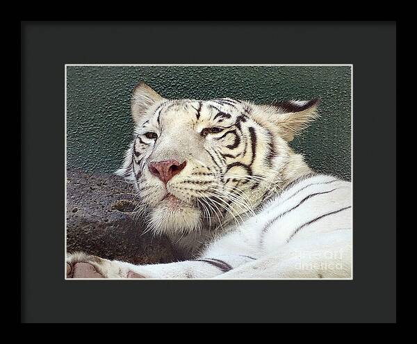 White Tiger - Framed Print