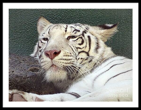 White Tiger - Framed Print