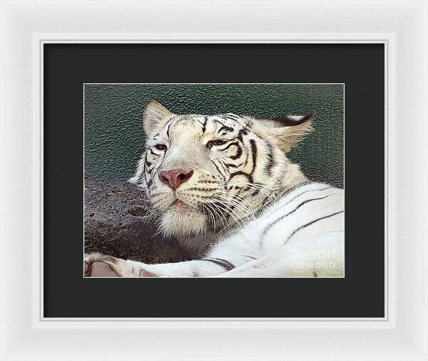 White Tiger - Framed Print