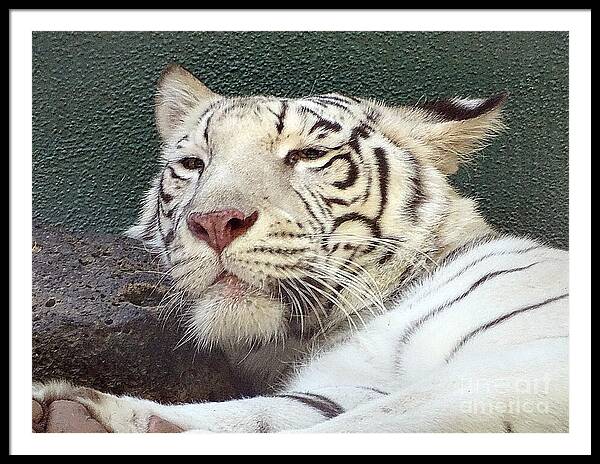 White Tiger - Framed Print